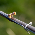La primavera sta arrivando…