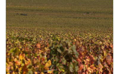 Weinrot