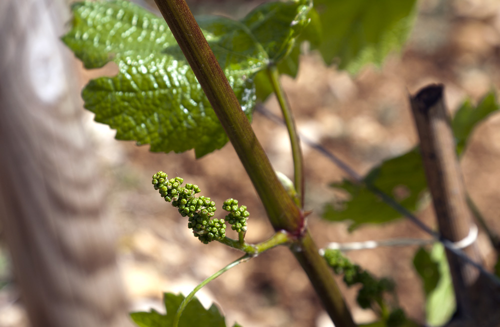 Annata 2013 in Borgogna