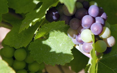 Ernte 2013