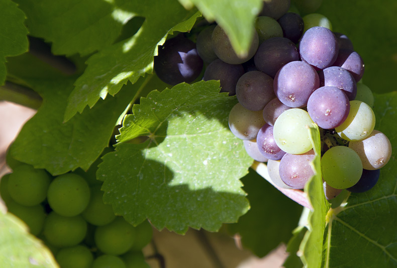 Vendemmia 2013