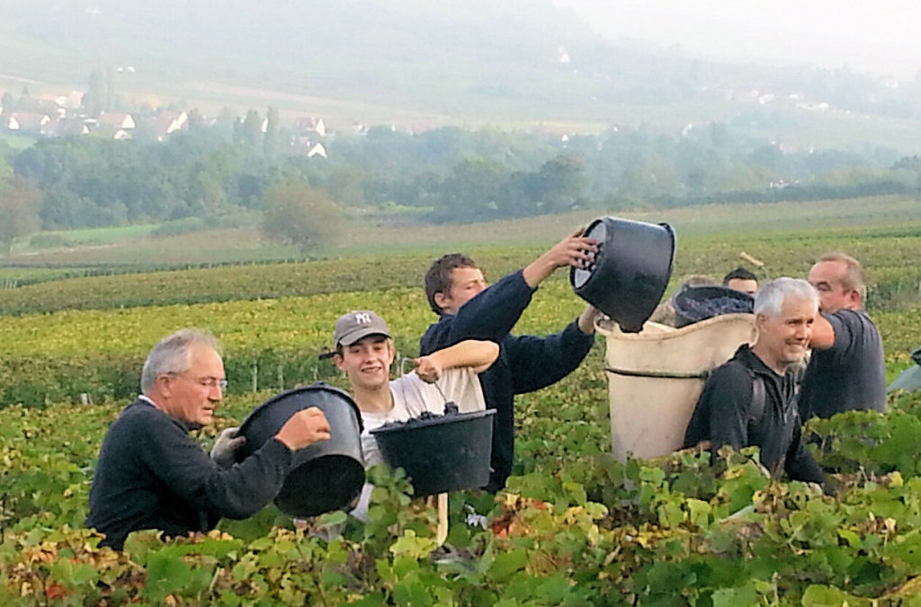 Al centro della Vendemmia 2013