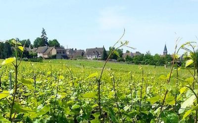Vino di Borgogna 2013