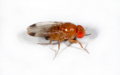 Drosophila Suzukii