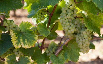 Annata 2014 nei vini della Borgogna