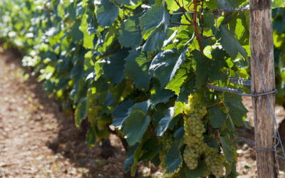 Vini di Borgogna: l'annata 2013