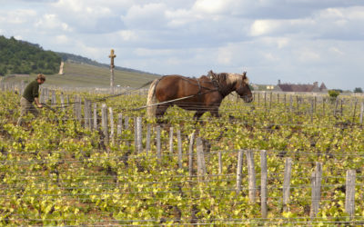 Domaine Romanée-Conti
