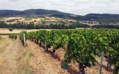 Siccità 2015 in Borgogna