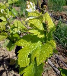 Annata 2018 Borgogna