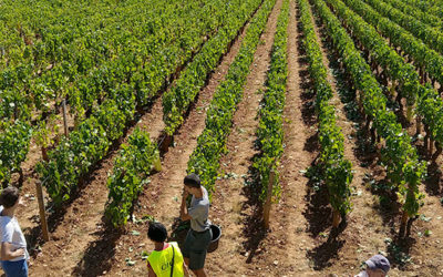 Vendemmia 2020: si parte!