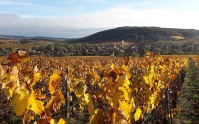 Cosa fanno i viticoltori in autunno?