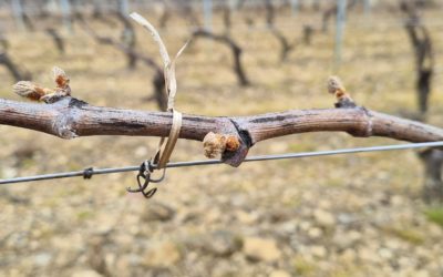 Un devastante gelo dell'aprile 2021 in Borgogna