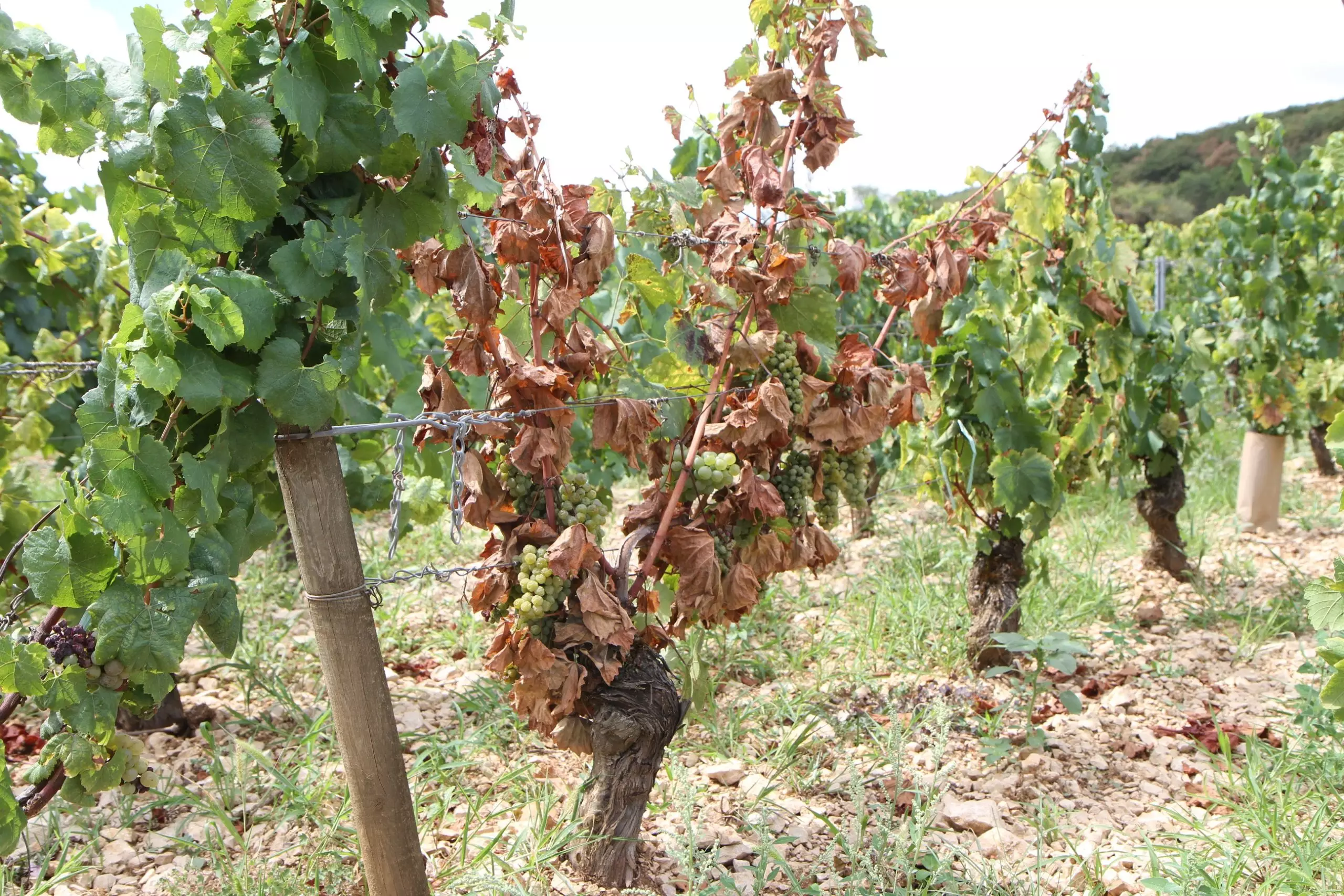 Will Burgundy suffer from the lack of water ?