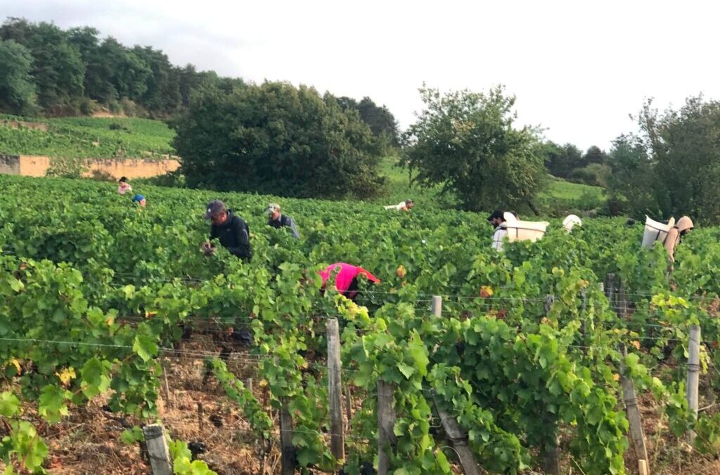 2026 Harvest in Burgundy