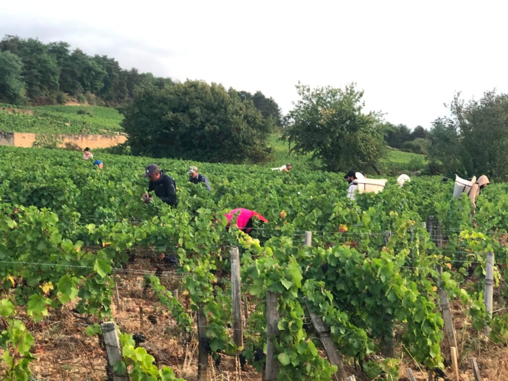 2026 Harvest in Burgundy